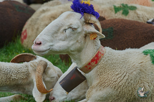 Transhumance en Cévennes