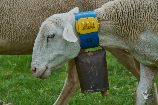 Transhumance en Cévennes
