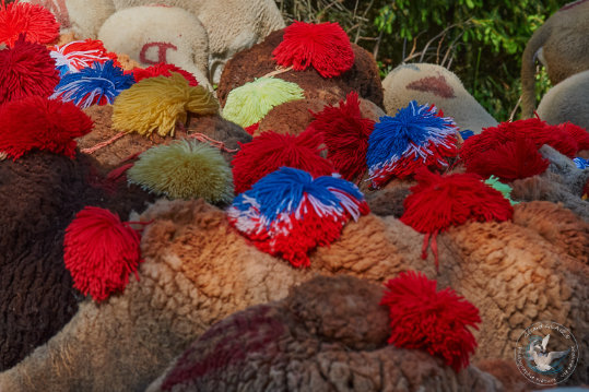 Transhumance en Cévennes