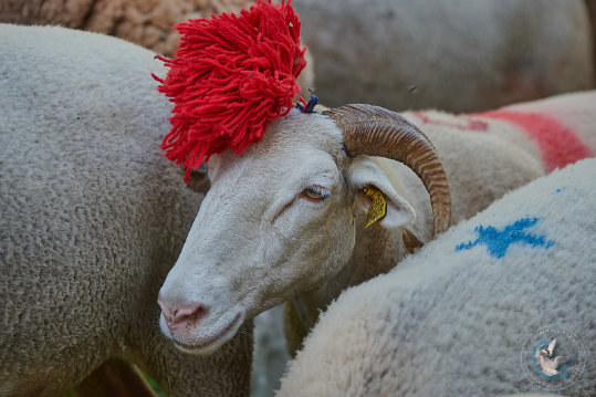 Transhumance en Cévennes