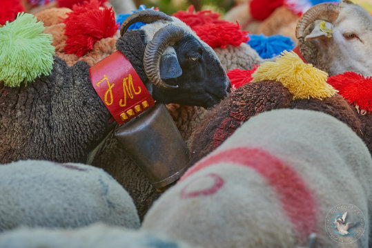 Transhumance en Cévennes