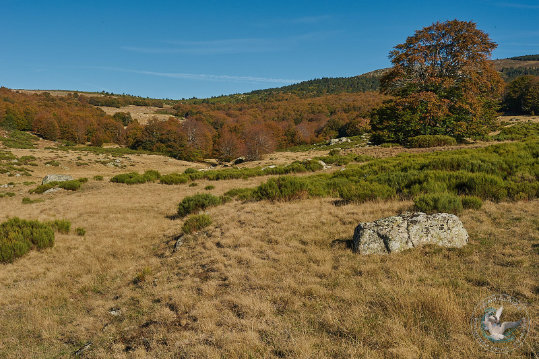 Paysages des Cévennes