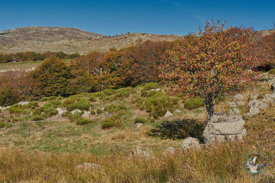Paysages des Cévennes