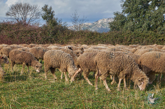 Pastoralisme en Crau