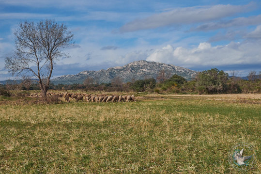 Pastoralisme en Crau