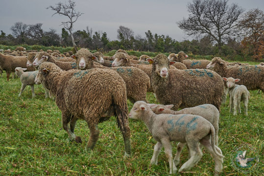 Pastoralisme en provence