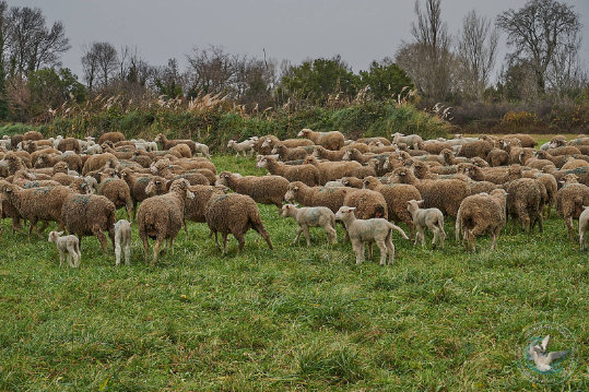 Pastoralisme en provence