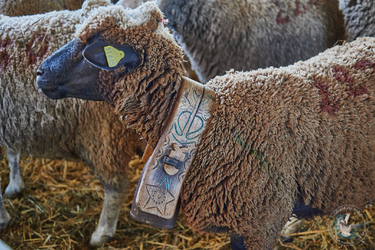 Pastoralisme en provence