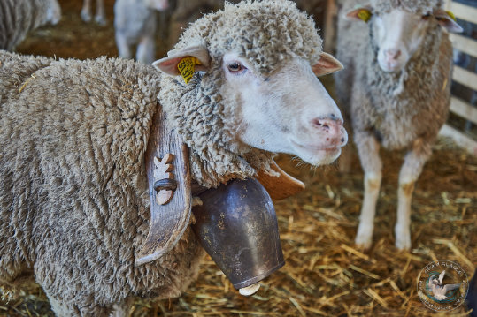 Pastoralisme en provence