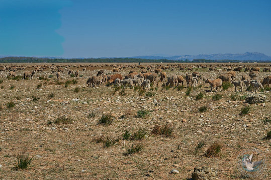 Plaine de la Crau