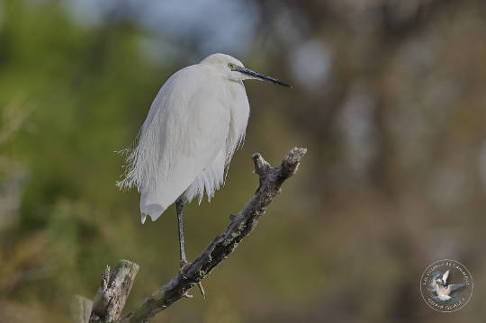 AIgrette Garzette