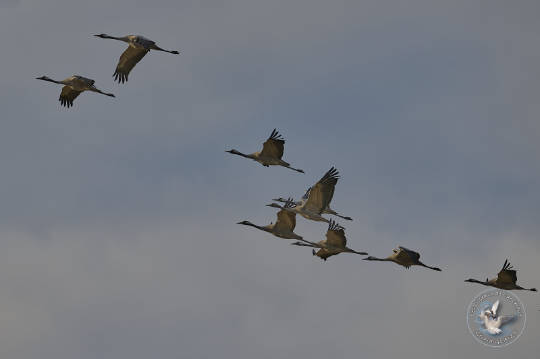 vol de grues cendrées