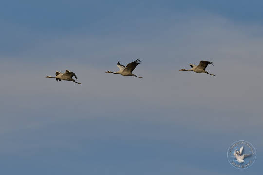 vol de grues cendrées