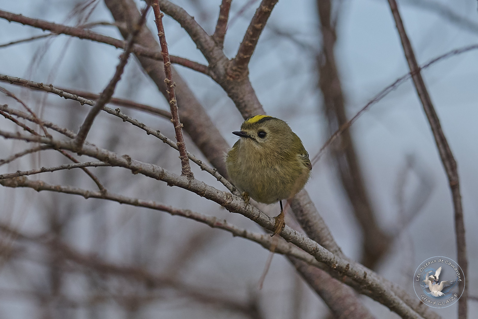 Goldcrest