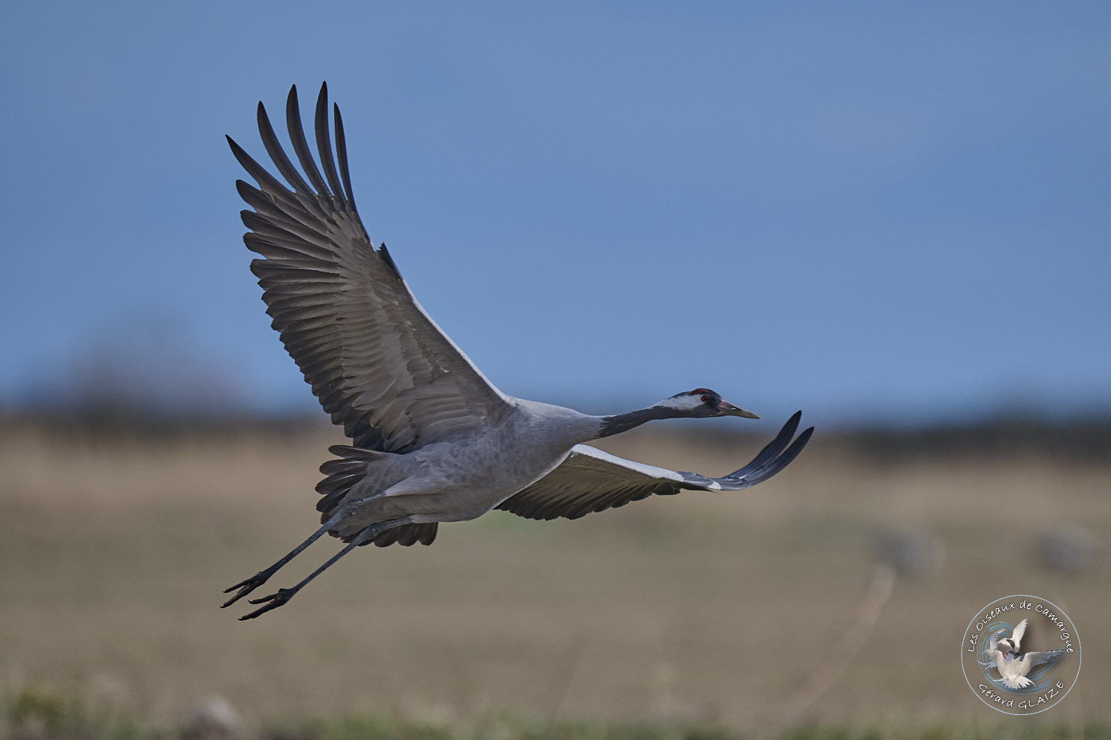Common Crane