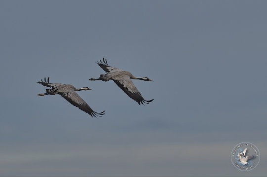 Grues cendrées