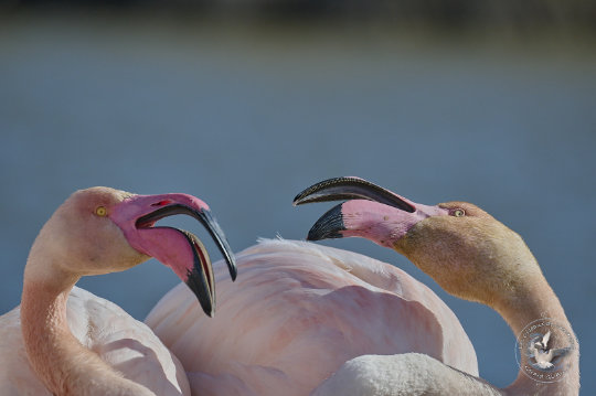 Flamants roses