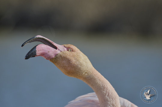 Flamant rose