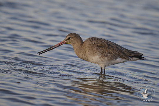 Barge à queue noire