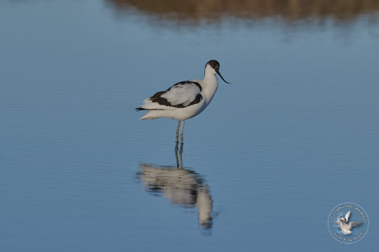 Avocette élégante