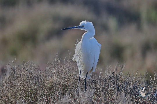 Aigrette garzette