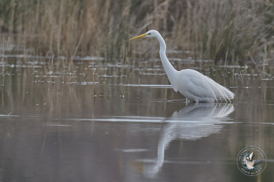 Grande aigrette