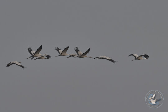 Vol de Grues cendrées