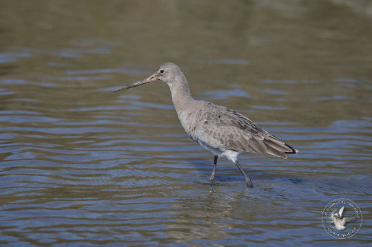 Barge à queue noire