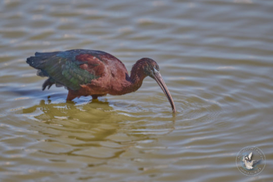 Ibis Falcinelle