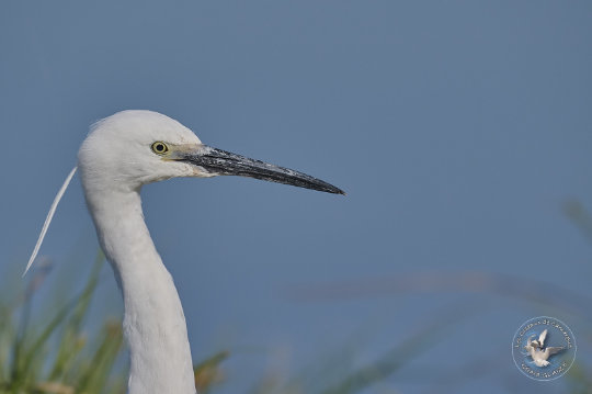 Aigrette Garzette