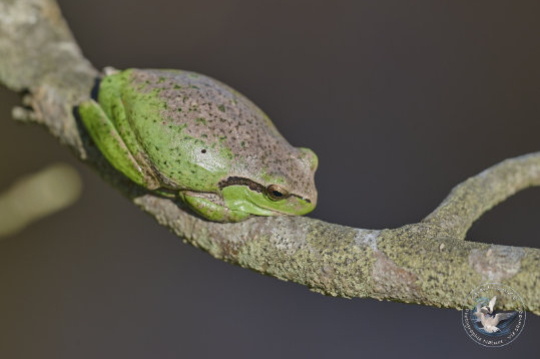 Rainette méridionale