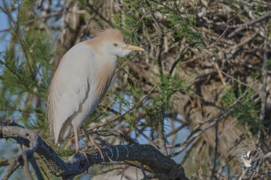 Western Cattle Egret