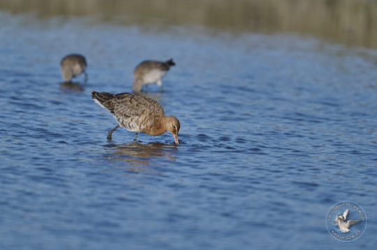Black-tailed Godwit
