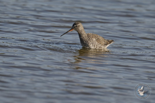 Spotted Redshank
