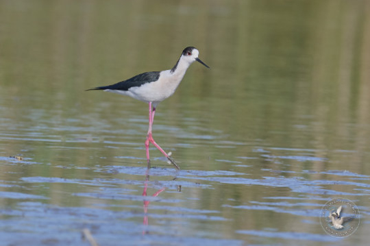 Black-winged Stilt