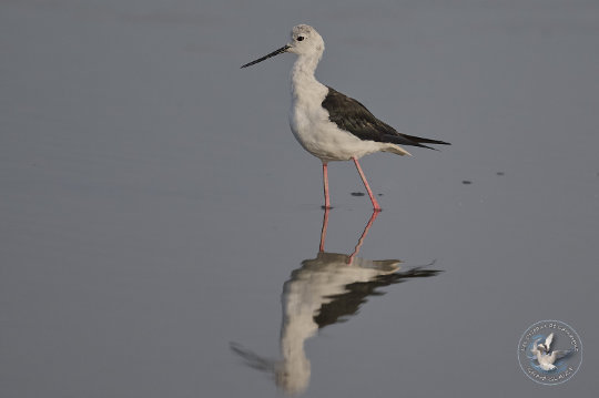 Black-winged Stilt