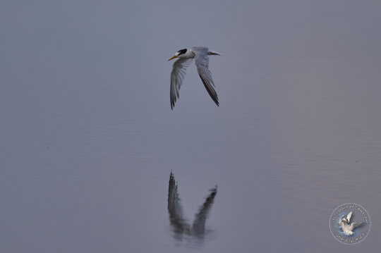 Little Tern
