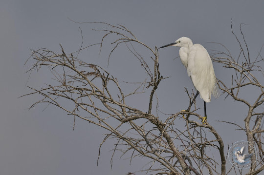 Little Egret