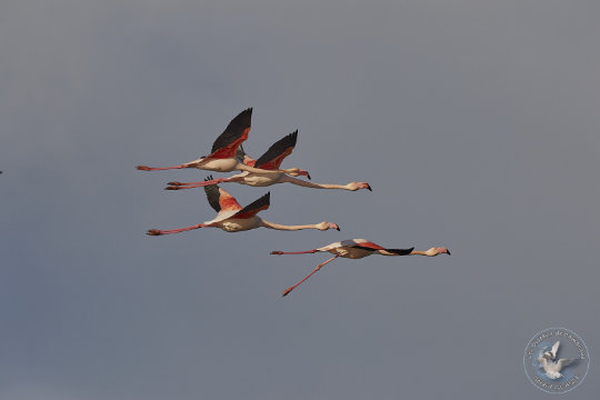 Flamants roses