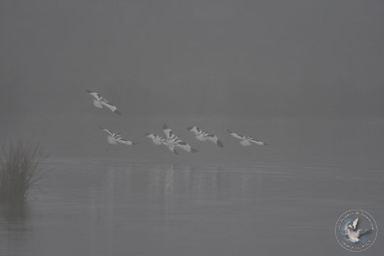 Avocettes élégantes