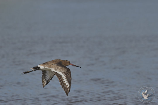 Barge à queue noire