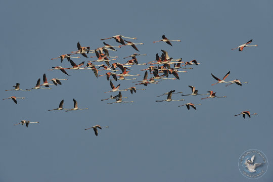 Vol de Flamants roses