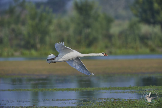 Cygne tuberculé