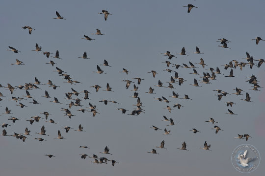 Vol de Grues cendrées