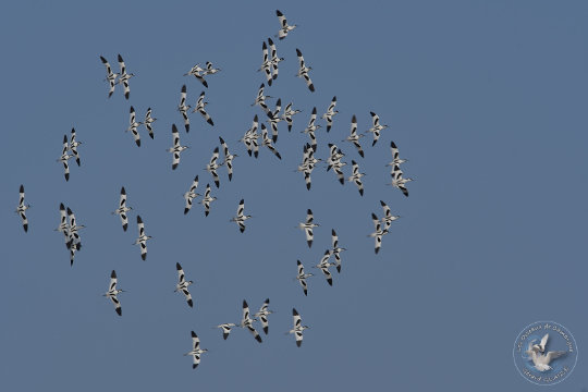 Avocettes élégantes