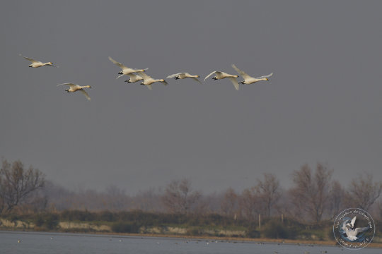 Cygne de Bewick