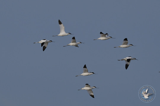 Avocettes élégantes