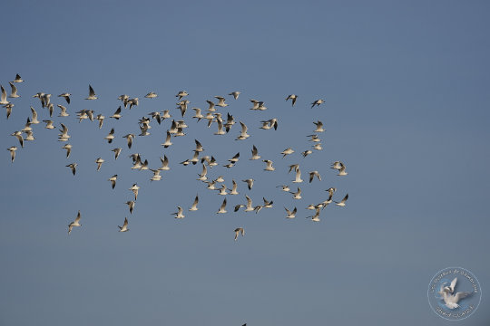 Mouettes rieuses
