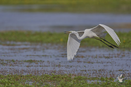 Grande aigrette