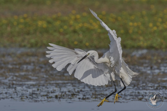 Aigrette garzette